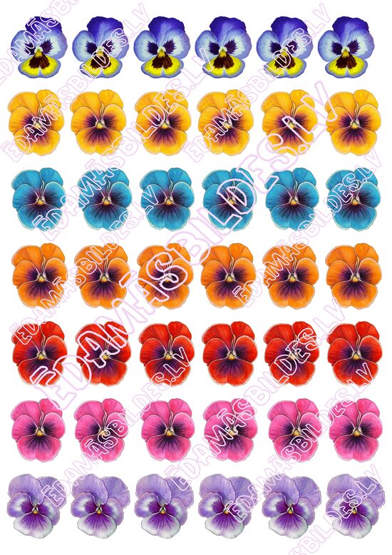 Chocolate Transfer Sheets "Vijolītes", ar apdruku